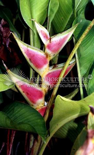 Heliconia wagneriana